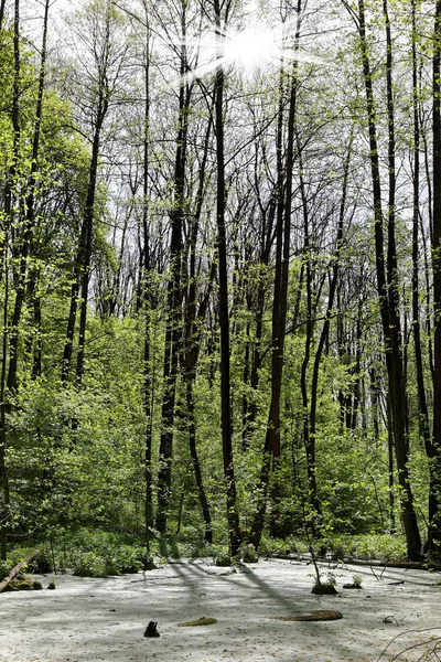 Árboles verdes en el pantano en un día soleado . — Foto de Stock