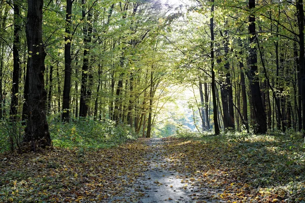 Grüne Laubwälder an einem sonnigen Tag. — Stockfoto