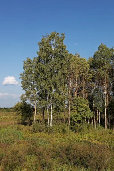 Meadow against a blue sky with white clouds. — Stock Photo, Image