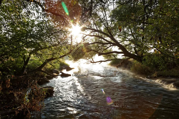 Rivière dans la forêt matin brouillard au lever du soleil . — Photo