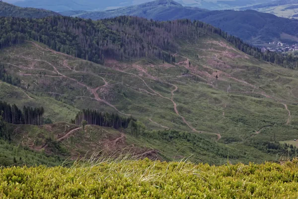 Ağaç dağ expanses Gaze. Dağ manzarası.