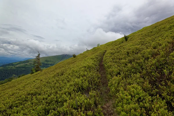 Prados arándanos en las montañas. Paisaje de montaña . — Foto de Stock