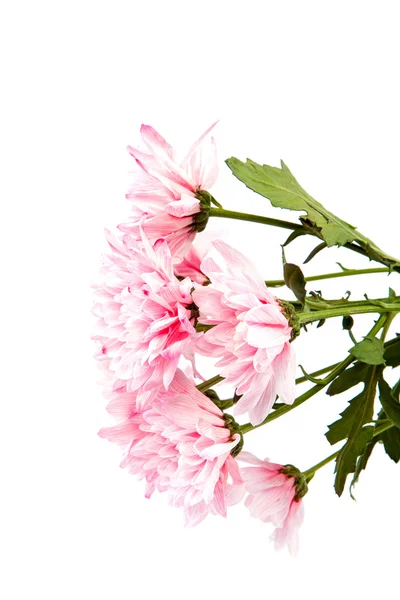 Ramo de crisantemos rosados sobre fondo blanco . —  Fotos de Stock