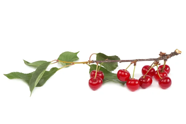 Cherry branch with fruits on white background. — Stock Photo, Image