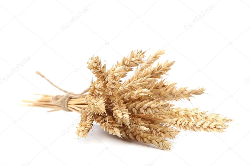 Sheaf of wheat ears on white background.