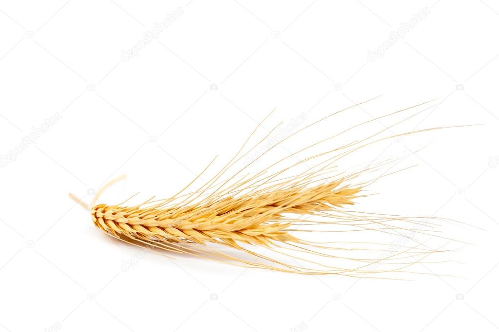 Ear of wheat on white background.