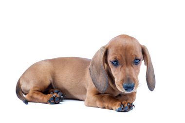 Beyaz zemin üzerine kırmızı daksund köpek yavrusu.