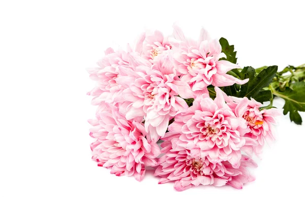 Bukett med rosa krysantemum på vit bakgrund. — Stockfoto