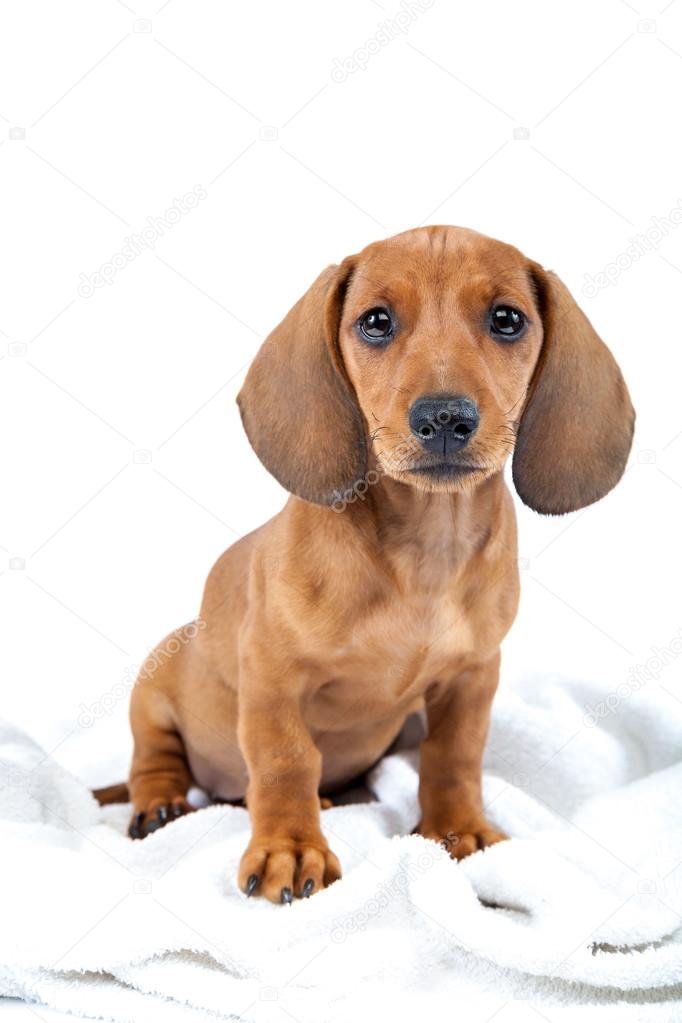 Red dachshund puppy on white background.