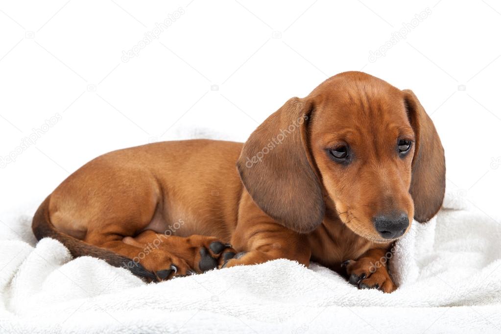 Red dachshund puppy on white background.