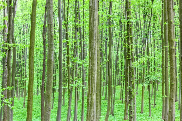 Forêt caduque verte par une journée ensoleillée — Photo