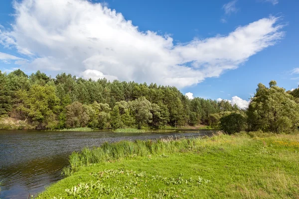 Rivier in een dennenbos met een zandstrand. — Stockfoto