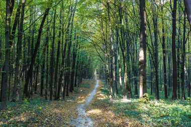 Güneşli bir sonbahar yaprak döken orman