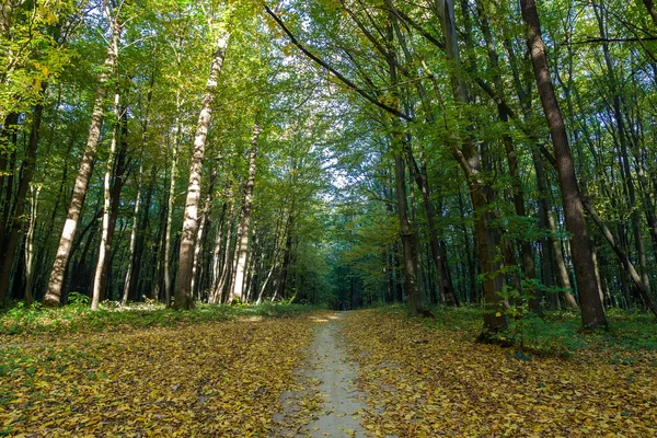 Autumn deciduous forest on a sunny day — Stock Photo, Image