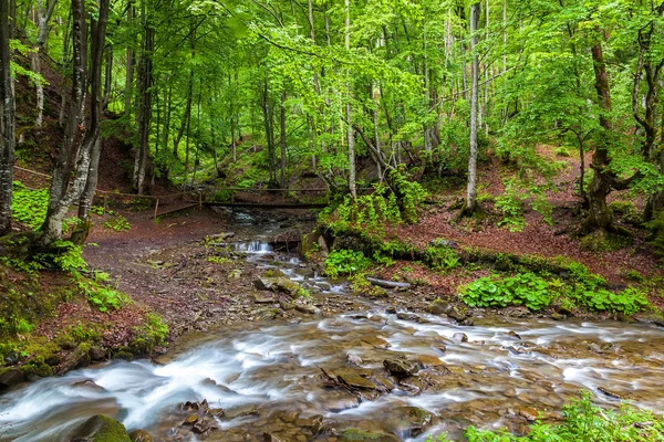 Bosque de montaña y puente de madera después de la lluvia — Foto de Stock