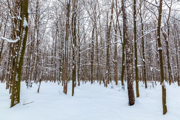 Winterlandschap. bomen bedekt met sneeuw — Stockfoto