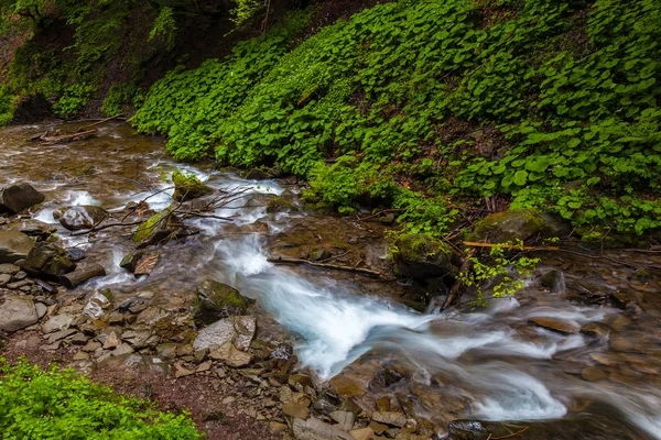 Bosque de montaña después de lluvia — Foto de Stock