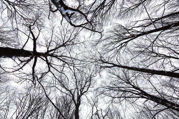 The tops of the trees in winter forest on sky background.