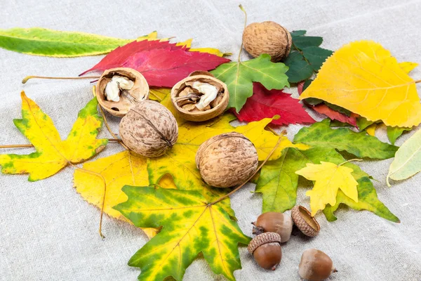 Autumn theme. Walnuts on linen canvas — Stock Photo, Image