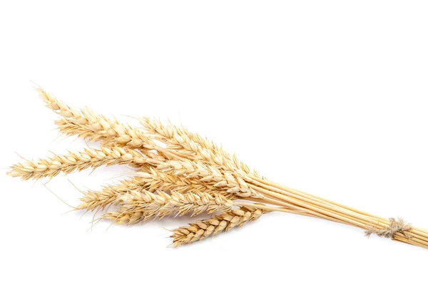 Snop pšenice uši na bílém pozadí. — Stock fotografie