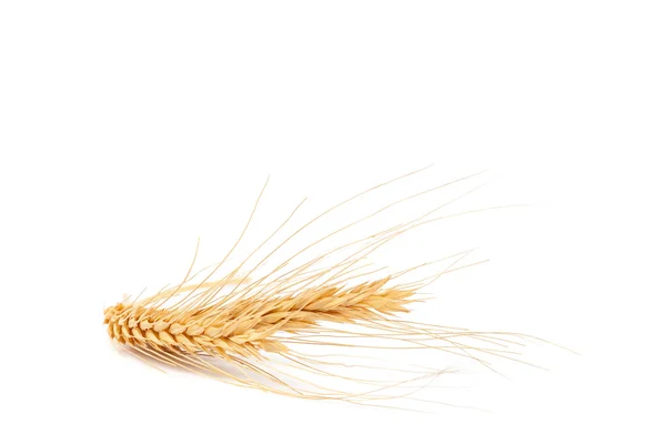 Ucho pšenice na bílém pozadí. — Stock fotografie