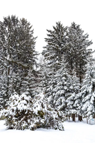 Paysage hivernal. Sapins couverts de neige — Photo