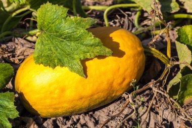 Kabak bahçede meyve