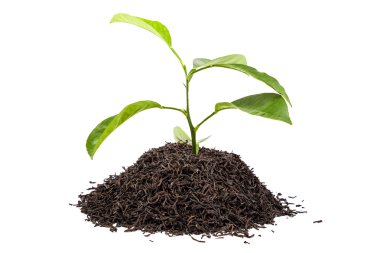 Yeşil çay beyaz zemin üzerine bir avuç ağacında.