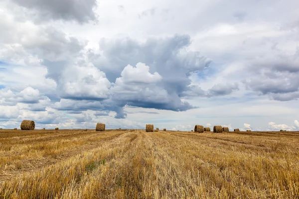 Champ de blé récolté avec des rouleaux de foin sur un ciel orageux . — Photo