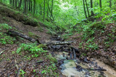 Yağmur altında yeşil ormandaki nehir