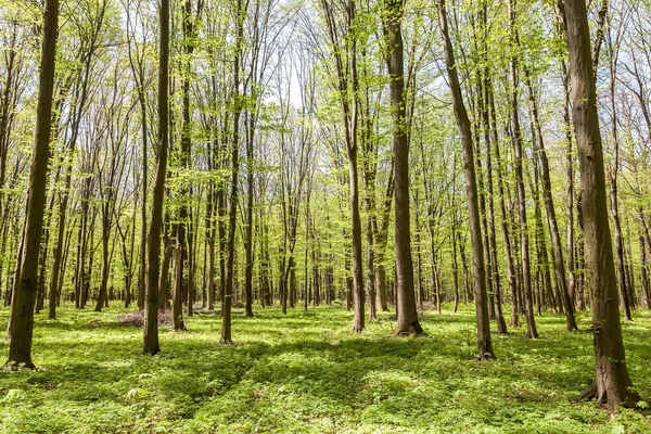 Bosco verde deciduo in una giornata di sole — Foto Stock