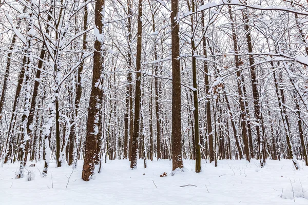 Vinterlandskap. Träd täckta med snö — Stockfoto
