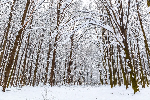 Winterlandschap. bomen bedekt met sneeuw — Stockfoto