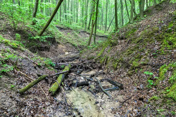 Rivière dans la forêt verte sous la pluie — Photo