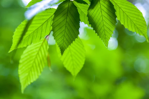 Bosque verde caducifolio en un día soleado —  Fotos de Stock