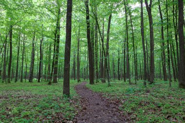 Yağmurdan sonra yeşil yaprak döken orman