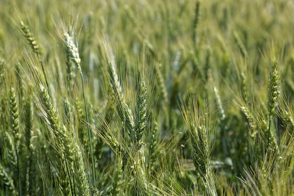 Young wheat ears in the field as a background — Stock Photo, Image