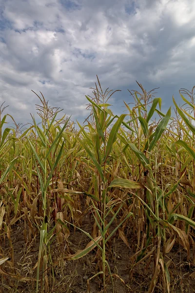 Campo de maíz contra el cielo azul con nubes —  Fotos de Stock