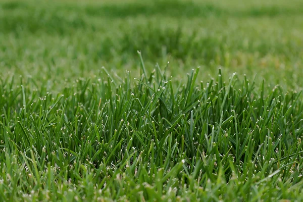 Зеленая трава в качестве фона — стоковое фото