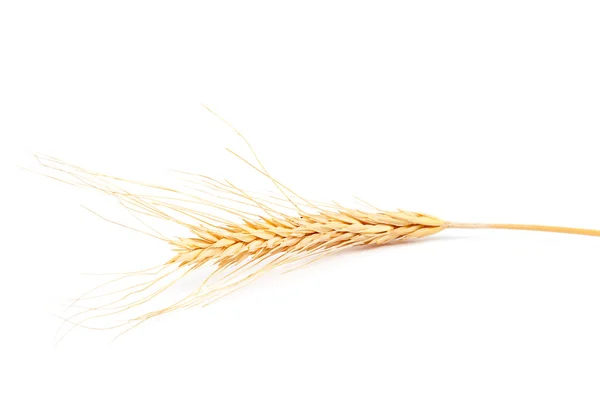 Ucho pšenice na bílém pozadí. — Stock fotografie