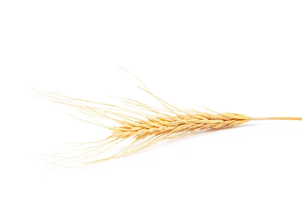 Orelha de trigo no fundo branco. — Fotografia de Stock