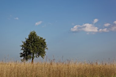 Gün batımında Bozkırdaki yalnız ağaç