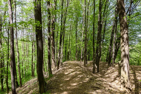 Green deciduous forest on a sunny day — Stock Photo, Image