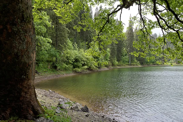 Vieil arbre vert au bord d'un lac de forêt de montagne — Photo