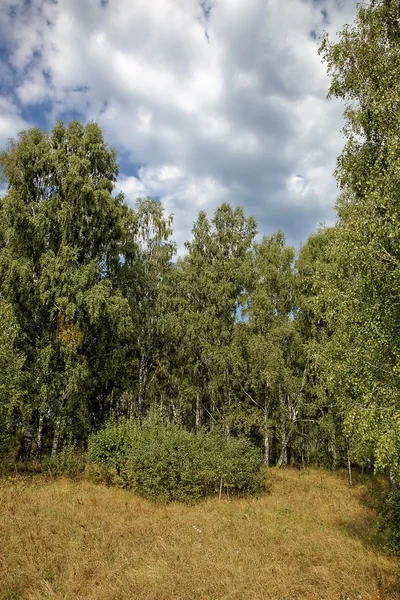 Brzozowy las przeciw błękitne niebo. — Zdjęcie stockowe