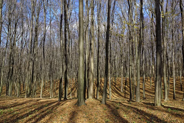 Bare trees in the autumn forest. — Stock Photo, Image