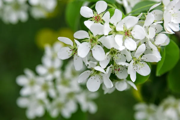 Ramo di fiori di ciliegio con foglie verdi — Foto Stock