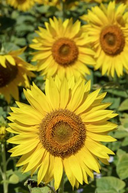 Bir tarlada ayçiçeği.