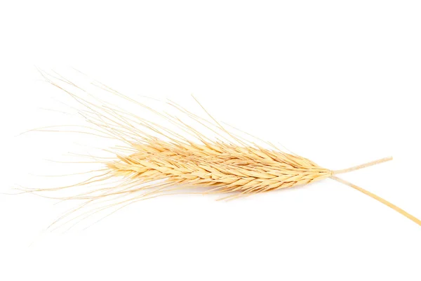 Uši pšenice na bílém pozadí. — Stock fotografie