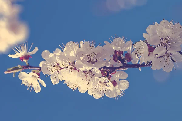 Blommande gren av körsbär blommar. — Stockfoto